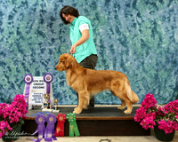 Golden Retriever Sun Group 2 Paul McNutt HR Norman Apr 2013