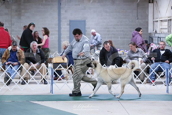 Kangal-0773-HR
