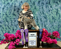 Schnauzer Miniature Sun New Champion Kaye M Kirk  HR Norman Apr 2013