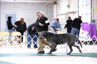 Scottish Deerhound Ring Sat S2 HR Norman Apr 2013