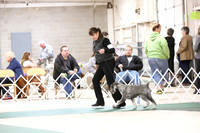 Standard Schnauzer Ring Sat S2 HR Norman Apr 2013