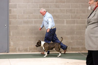 Terrier Group Ring Sat S1 HR Norman Apr 2013