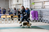 Shetland Sheepdog Sun Ring HR Norman Apr 2013