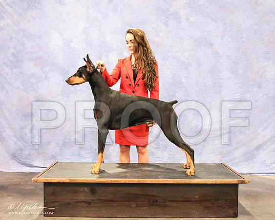 Dobe-6392 PROOF