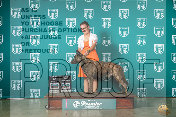 Dutch Shepherd #518 Sat BOBTDQ Judge Pat O'DonnellMJP_5539e_UKC Premier 2022