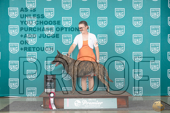 Dutch Shepherd #800 Sat TD_JP_2480e_UKC Premier 2024