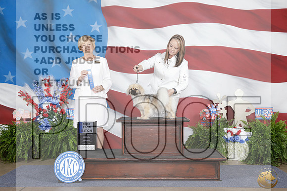 Tibetan Spaniel #38 Thurs 12-18 1st Judge Charlotte Patterson_WP_9159e_Tulsa 2026