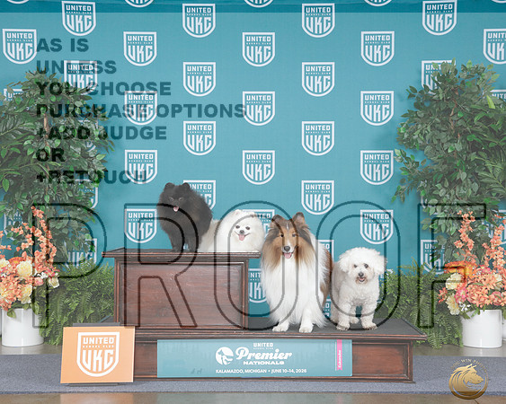 Pom Sheltie Bichon Family Photo_WP_8524e_UKC Premier 2026
