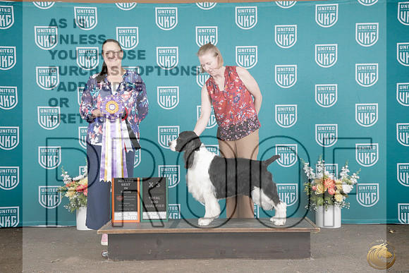 English Springer Spaniel #106 Fri Alt BIS x3 TD Judge Monique LaPerriere_P2_0852e_UKC Western Classic 2026