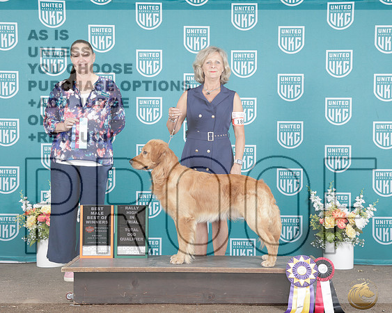 Golden Retriever #186 HIT TD Judge Monique LaPerriere_P2_1069e_UKC Western Classic 2026