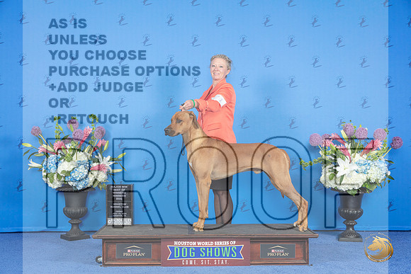 Rhodesian Ridgeback #21 FRI WD BOW M Judge Angela Pickett__JP_8800_Houston_2024_HR3