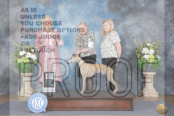 Whippet #15 Fri BOS Judge Debra Thornton_WP_3974e_Little Rock 2026