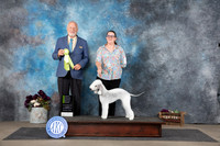 Bedlington Terrier #10 Sat OHRBIS Judge Eric Liebes