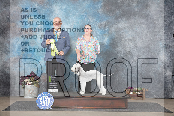 Bedlington Terrier #10 Sat OHRBIS Judge Eric Liebes__JP_7538_Belton_2024_HR3
