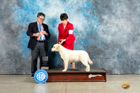 Labrador Retriever #32 Sun BOWBOB Judge Elizardo Valadez