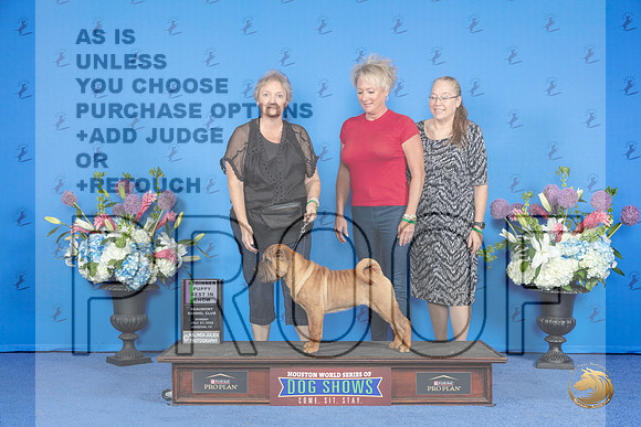 Chinese Shar Pei #12 SUN BISP Judge Prudence Hlatky__JP_0501_Houston_2024_HR3