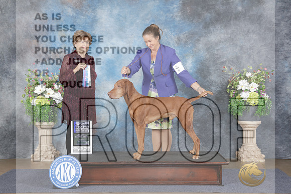 Vizsla #7 WD BOW NCH M Judge Jean Nelson-_WP_3762e_Little Rock 2026 HR3