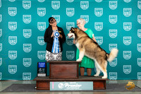 Alaskan Malamute #1301 Fri AG1 Judge Stephanie Mueller