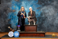 Chinese Crested #8 Sun BOBOHBOB Judge Denise Dean
