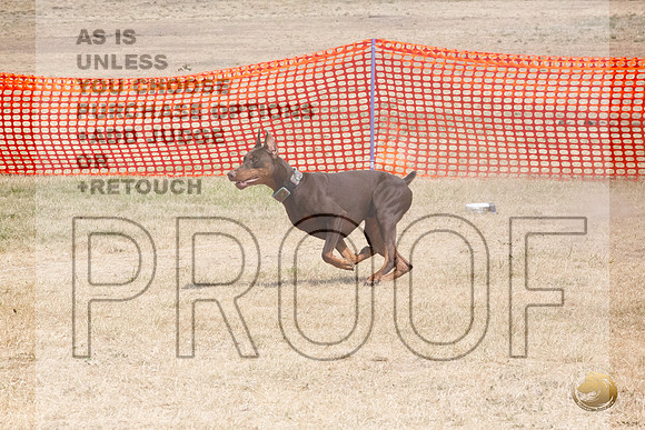 Doberman Pinscher Percision Coursing Sat Longview WA 2024_JJL_3691_Longview WA_2024_HR3