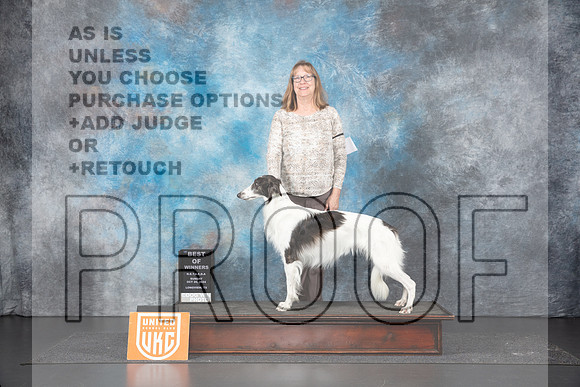 Silken Windhound #160 Sun BOW Judge Sandra Phillips r__JP_1427_UKCLNGVIEWOCT2024_2024_HR3