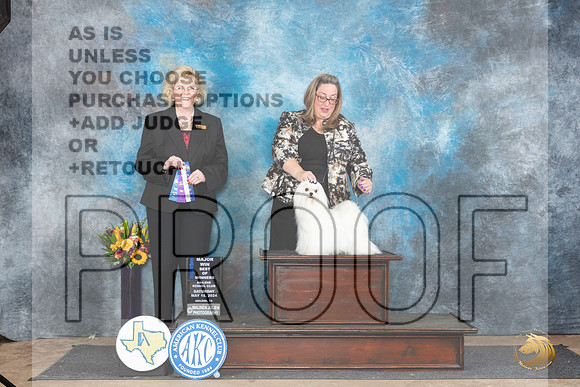 Maltese #9 Sat BOWM Judge Vicki Abbott__JP_0042_Abilene_2024_HR3
