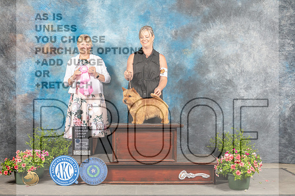 Norwich Terrier #5 Sun OHG1 Judge Debra Thornton-_MJ_1603e_SA2022-HR3