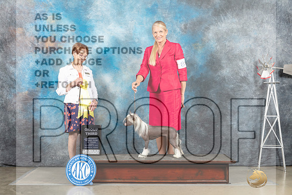 Chinese Crested #8 Sun G3 Judge Sharron Derrick_MJ_5068_Amarillo_2022_HR3
