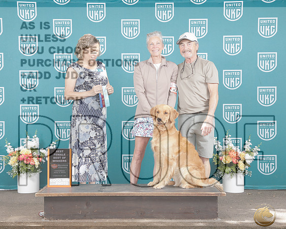 Golden Retriever #479 Sat BOW Judge Lynn Martin_P2_0287_UKC Western Classic 2026