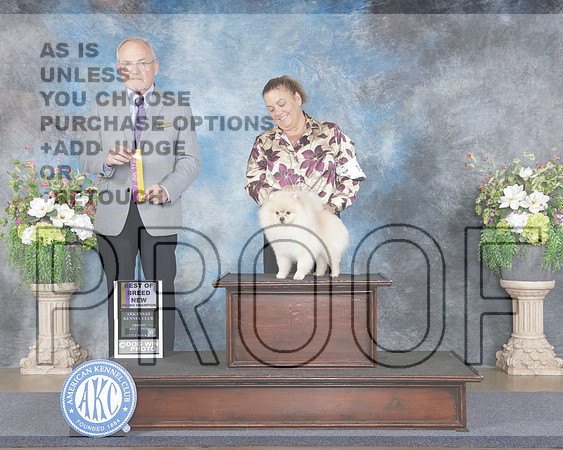 Pomeranian #15 Fri BOB NGCH Judge Ken Murray_WP_3826e_Little Rock 2026