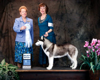 Siberian Husky #28 Sat Select Bitch Carolyn Brown Judge Alane L Gomez