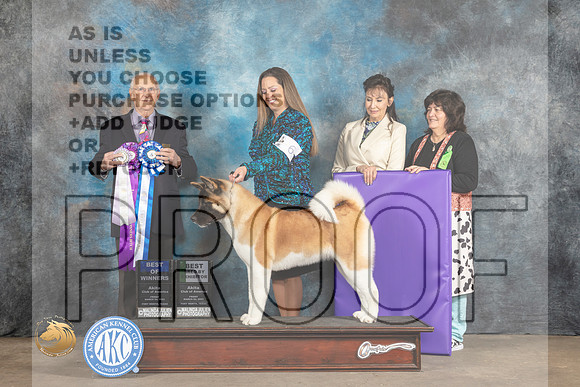 Akita #6 Fri BOWBBE Judge Robert Shreve_MJ_4551_FWKC2023_HR3