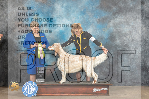 English Setter #7 Fri BISweeps Judge Mary Napper_MJ_4652_FWKC2023_HR3