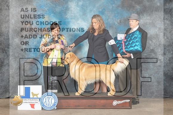 Golden Retreiver #91 Fri BISweeps Judge Angela McLean_MJ_3911_FWKC2023_HR3