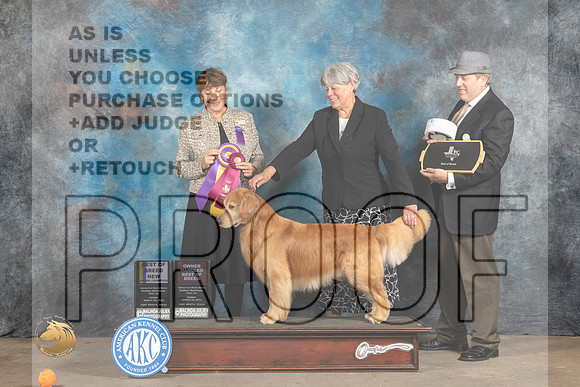 Golden Retriever #25 Fri BISS Judge Pam Oxenberg_MJ_4377_FWKC2023_HR3