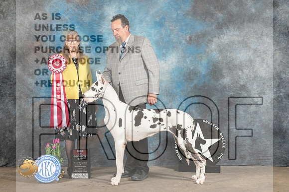 Great Dane #10 Fri2 BOS Judge Nancy Simmons_MJ_4452_FWKC2023_HR3