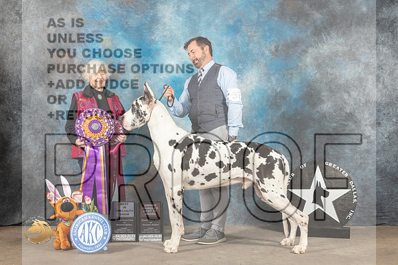 Great Dane #37 Fri BISS Judge Dr Sophia Kaluzniacki_MJ_3969_FWKC2023_HR3