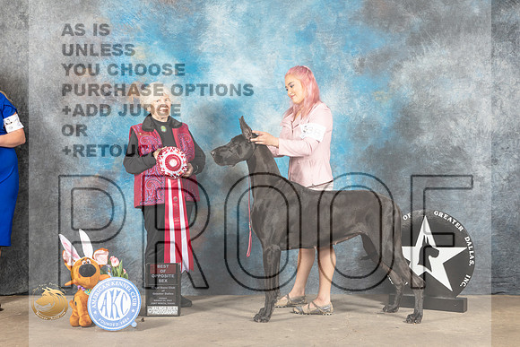 Great Dane #38 Fri BOS Judge Dr Sophia Kaluzniacki_MJ_3999_FWKC2023_HR3