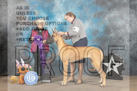 Great Dane #42 Fri WB Judge Dr Sophia Kaluzniacki_MJ_3979_FWKC2023_HR3