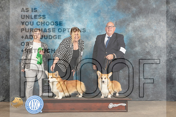Pembroke Welsh Corgi #39 Fri AOM Judge Karen Skaggs_MJ_4516_FWKC2023_HR3