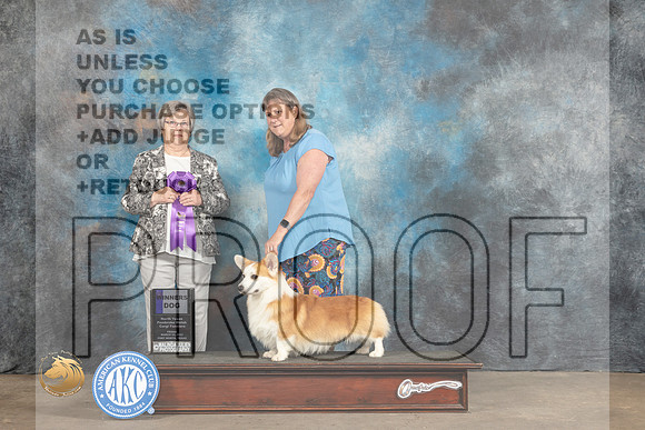 Pembroke Welsh Corgi #49 Fri WD Judge Karen Skaggs_MJ_4524_FWKC2023_HR3