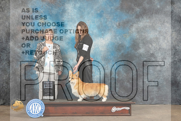 Pembroke Welsh Corgi #78 Fri2 SB Judge Karen Skaggs_MJ_4509_FWKC2023_HR3