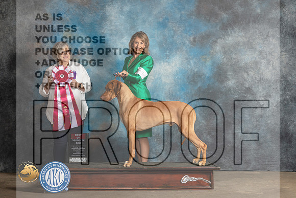 Rhodesian Ridgeback #19 Fri BOSS Judge Ann O'Mara_MJ_4158_FWKC2023_HR3