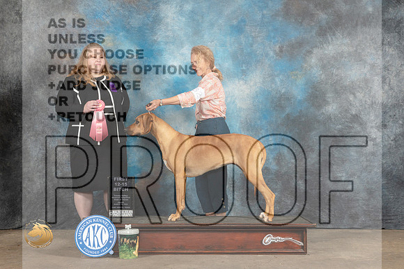 Rhodesian Ridgeback #32 Fri 12-181st Judge Angie Hartley_MJ_4102_FWKC2023_HR3