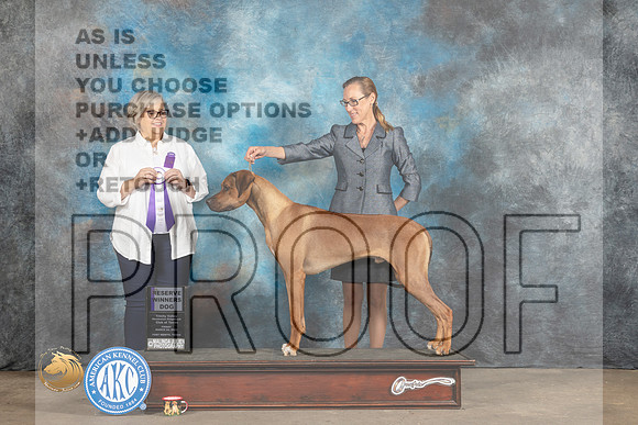 Rhodesian Ridgeback #33 Fri RWD Judge Ann O'Mara_MJ_4179_FWKC2023_HR3