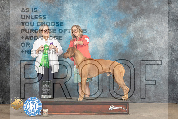 Rhodesian Ridgeback #55 Fri AOM Judge Ann O'Mara_MJ_4168_FWKC2023_HR3