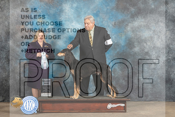 Saluki #7 Fri2 Judge Marla Capozzi_MJ_4305_FWKC2023_HR3