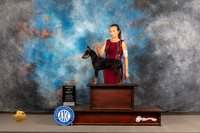 Manchester Terrier #35 Wed AOM Judge Edd Biven