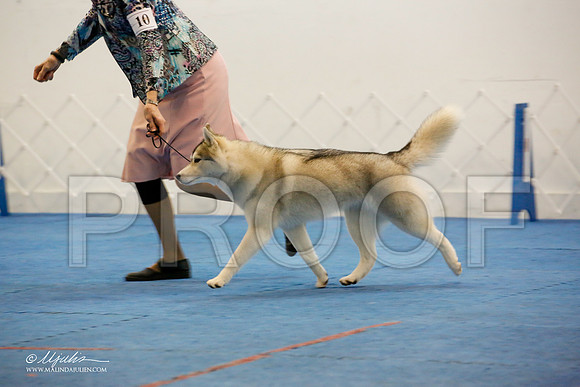 _M3_0713-AddisonHuskyMar2015-HR3
