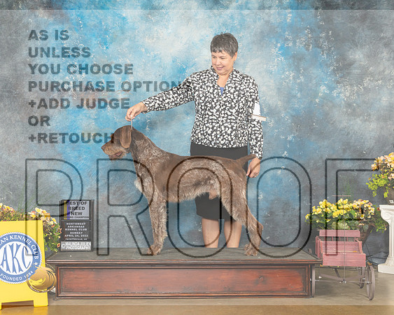 German Wirehaired Pointer #5 Sun BOBBOWNCh Judge Jim Fehring-MMJ_1261-NWARK2022-HR3